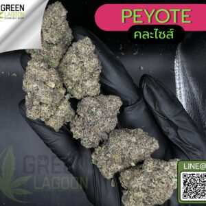 Peyote