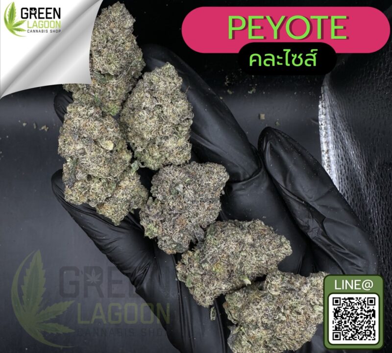 Peyote