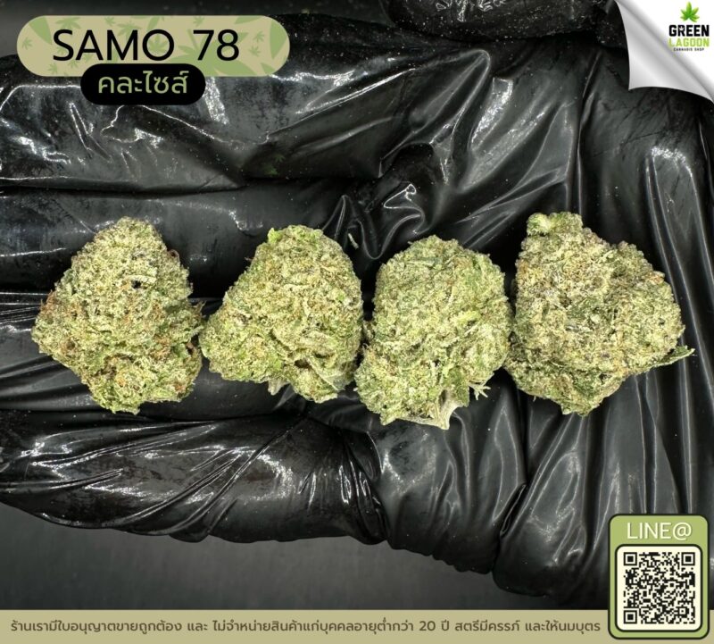 SAMO 78 (GACP)