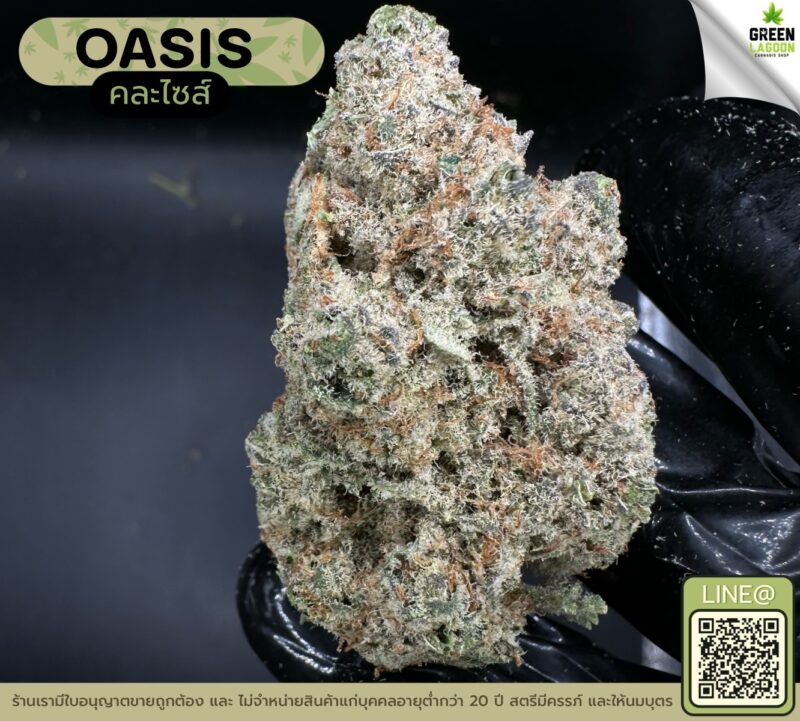 Oasis (GACP)