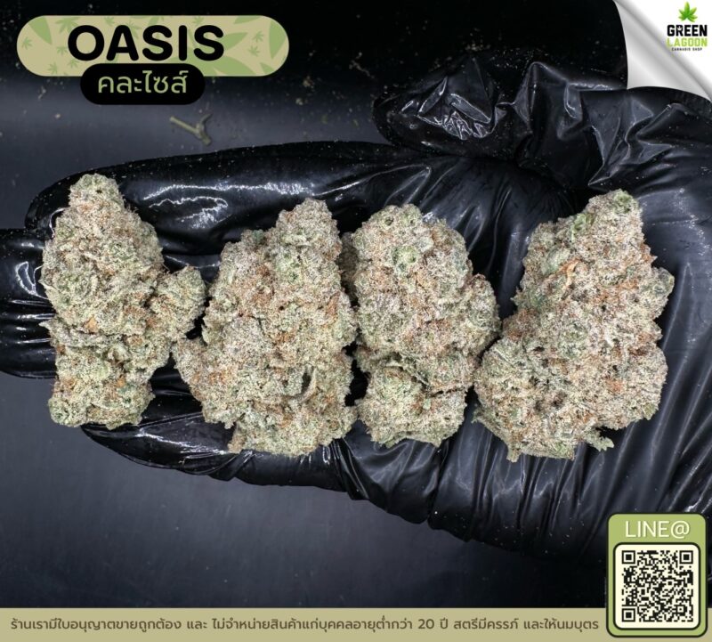 Oasis (GACP)