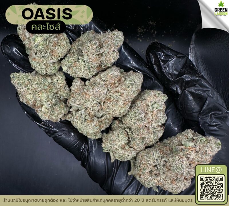 Oasis (GACP)