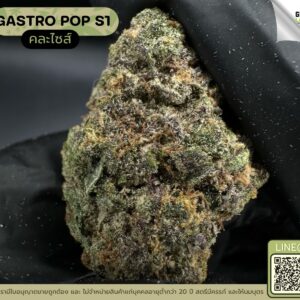 Gastro pop S1