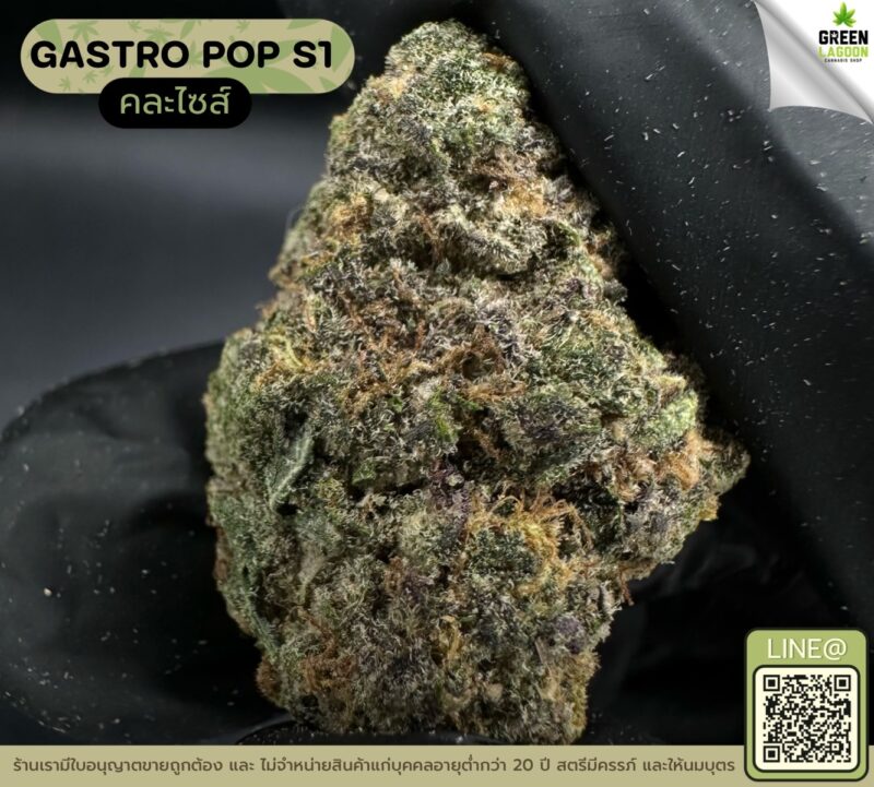 Gastro pop S1