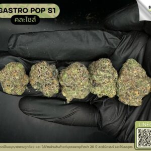 Gastro pop S1