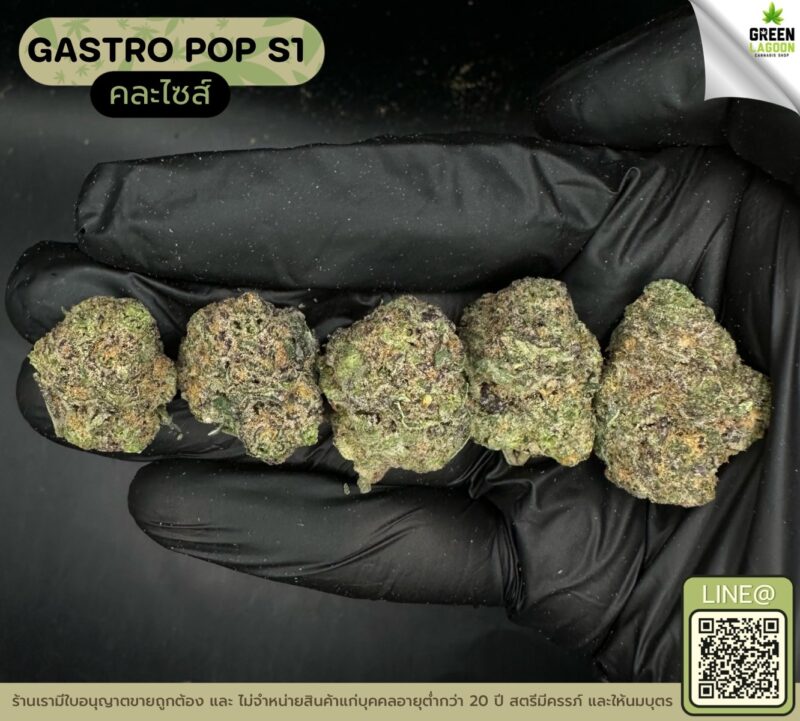 Gastro pop S1