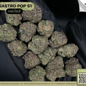 Gastro pop S1