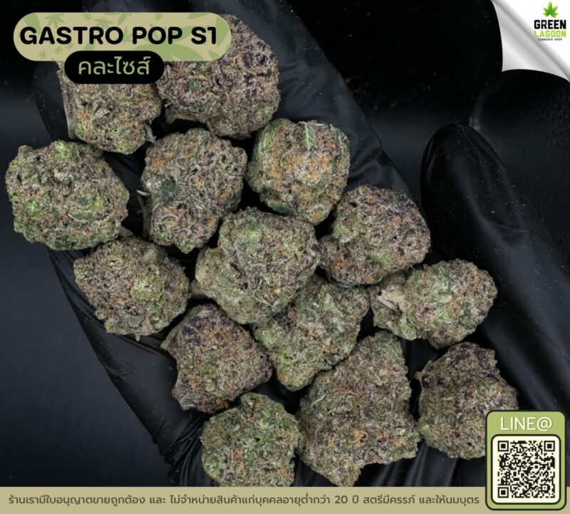 Gastro pop S1